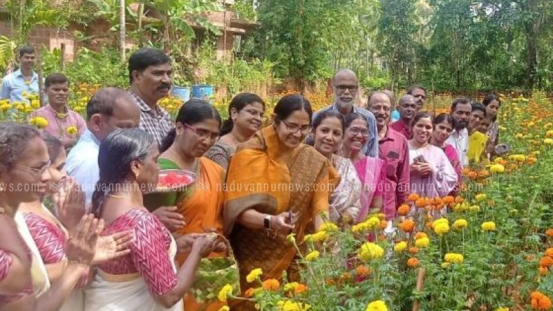 പുളിയഞ്ചേരിയിൽ ചെണ്ടുമല്ലി പൂക്കളുടെ വിളവെടുപ്പ് നടത്തി
