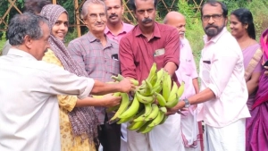 
                        സി.കെ.ജി.എം.ഹൈസ്കൂൾ പൂർവ്വ വിദ്യാർത്ഥി കൂട്ടായ്മ നേന്ത്രവാഴ കൃഷി വിളവെടുപ്പ് മഹോത്സവം നടത്തി