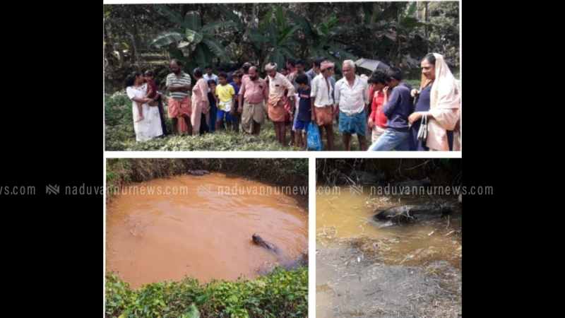 കാട്ടുപന്നികൾ കിണറിൽ വീണു; കാഴ്ചക്കാരായി നാട്ടുകാർ