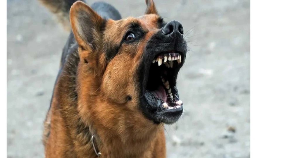 തൃശ്ശൂരിൽ ഭിന്നശേഷിക്കാരൻ ഉൾപ്പടെ മൂന്ന് പേരെ കടിച്ച തെരുവ് നായക്ക് പേവിഷബാധ