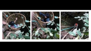 
                        കീഴരിയൂരിൽ പൂർണ്ണ ഗർഭിണിയും ഭർത്താവും കിണറിൽ വീണു; രക്ഷകരായി കൊയിലാണ്ടി ഫയർഫോഴ്സ്