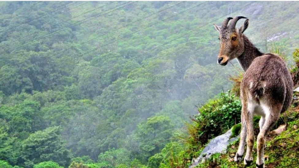 ഇരവികുളം ദേശീയ ഉദ്യാനം നേരത്തേ അടയ്ക്കാൻ സാധ്യത