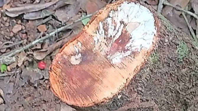 മണിയൂരിൽ ക്ഷേത്ര പരിസരത്ത് നിന്ന്‌ ചന്ദനമരം മുറിച്ചുകടത്തിയതായി പരാതി