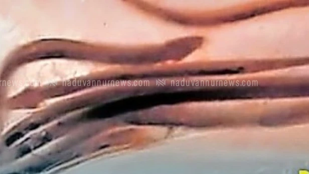 പുന്നശേരി കാരക്കുന്നത്ത് അപൂർവ മത്സ്യത്തെ കണ്ടെത്തി