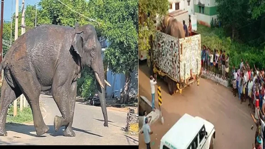 അരിക്കൊമ്പൻ ആരോഗ്യവാൻ; നിരീക്ഷണം തുടർന്ന് തമിഴ്നാട്,വെള്ളവും ഭക്ഷണവും ആവശ്യത്തിനുണ്ട്