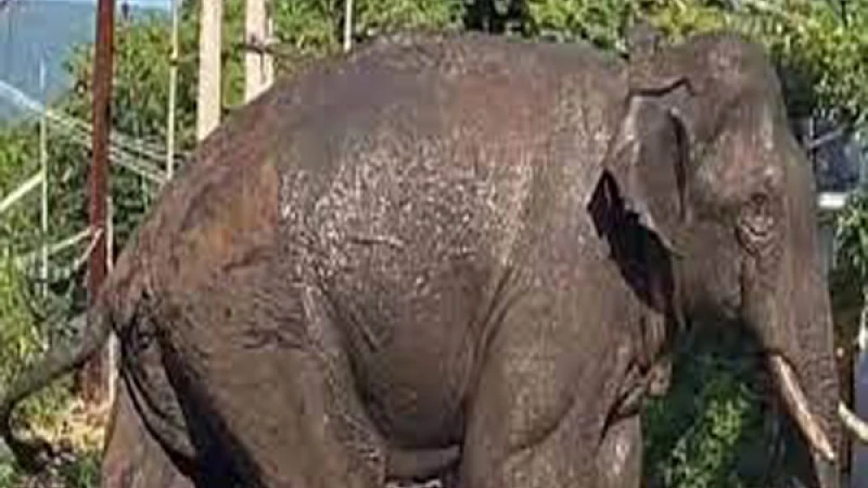 അരിക്കൊമ്പന്റെ സിഗ്നല്‍ കിട്ടുന്നില്ല ; ആശങ്കയില്‍ തമിഴ്‌നാട്