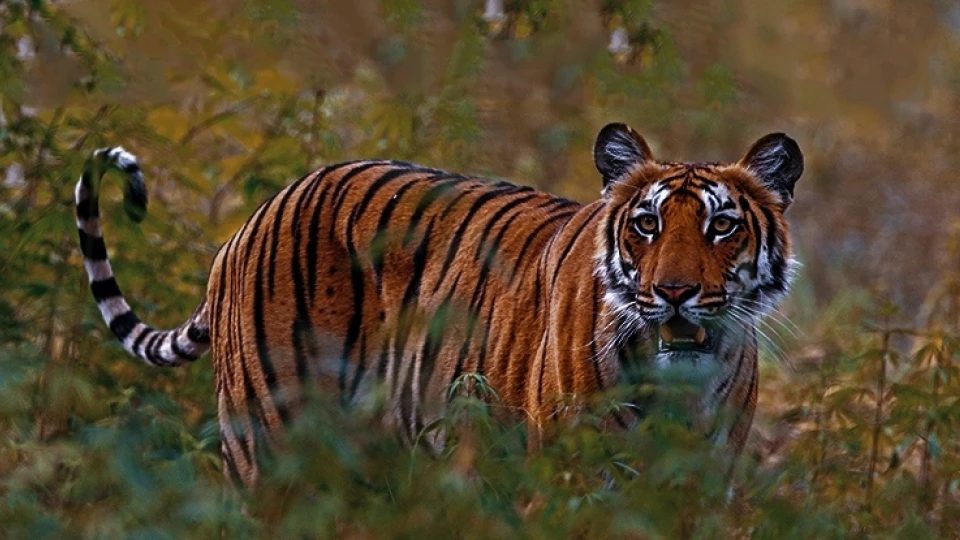 മൂന്നാർ ജനവാസമേഖലയിൽ വീണ്ടും ഭീതി പരത്തി കടുവ; ആശങ്കയിൽ പ്രദേശവാസികൾ