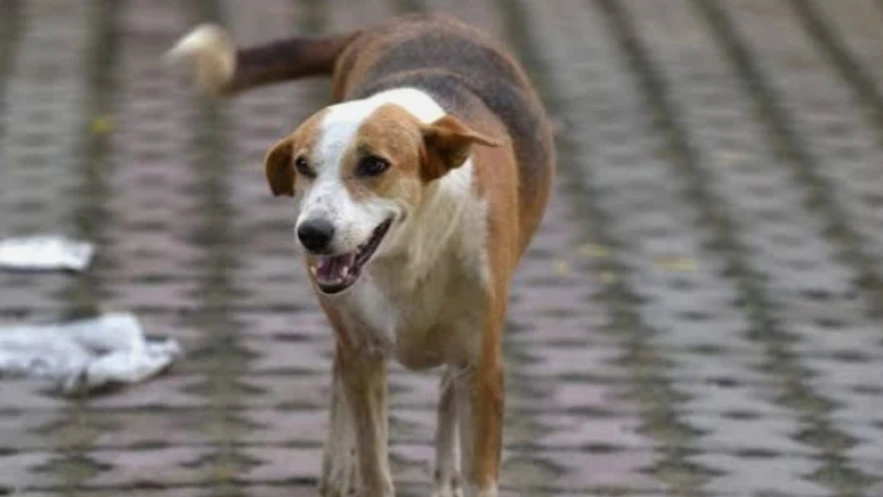 പുതുപ്പാടിയിൽ ആക്രമണം നടത്തിയ തെരുവുനായക്ക് പേവിഷബാധ സ്ഥിരീകരിച്ചു