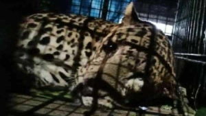 
                        വയനാട്ടിൽ കോഴിക്കൂട്ടിൽ പുലി കുടുങ്ങി