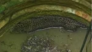 
                        എല്ലാം വിഫലം, കണ്ണൂരിൽ കിണറ്റിൽ നിന്നും പുറത്തെടുത്ത് കൂട്ടിലാക്കിയ പുലി ചത്തു 