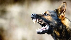 
                        നല്ലൂരങ്ങാടിയിൽ തെരുവുനായയുടെ ആക്രമണം; 9 പേർക്ക് പരിക്കേറ്റു