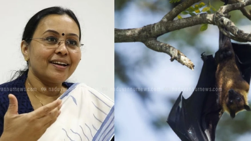 വവ്വാലുകളുടെ സാമ്പിളുകളിൽ നിപ ആന്റിബോഡി സ്ഥിരീകരിച്ചു; ആരോഗ്യമന്ത്രി