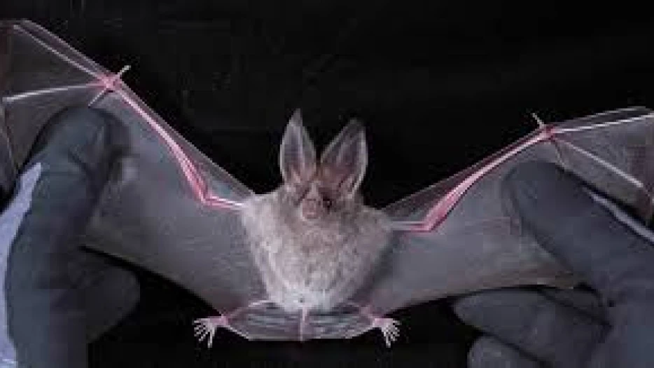 നിപയില്‍ ആശ്വാസം; ഇന്നും പുതിയ രോഗികള്‍ ഇല്ല