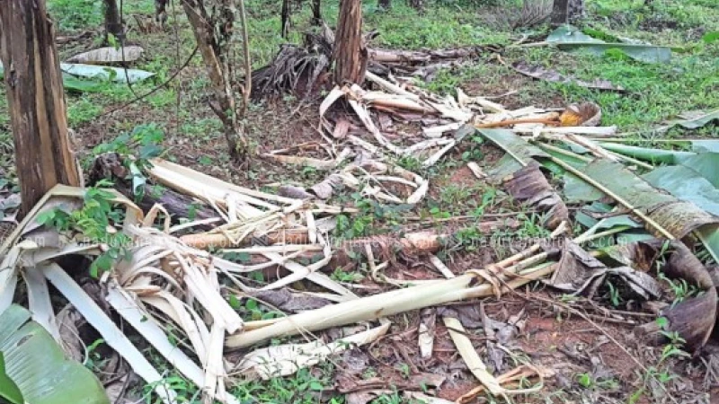 ചക്കിട്ടപാറയിൽ കാട്ടാന ശല്യം രൂക്ഷം