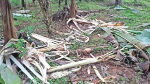 
                        ചക്കിട്ടപാറയിൽ കാട്ടാന ശല്യം രൂക്ഷം