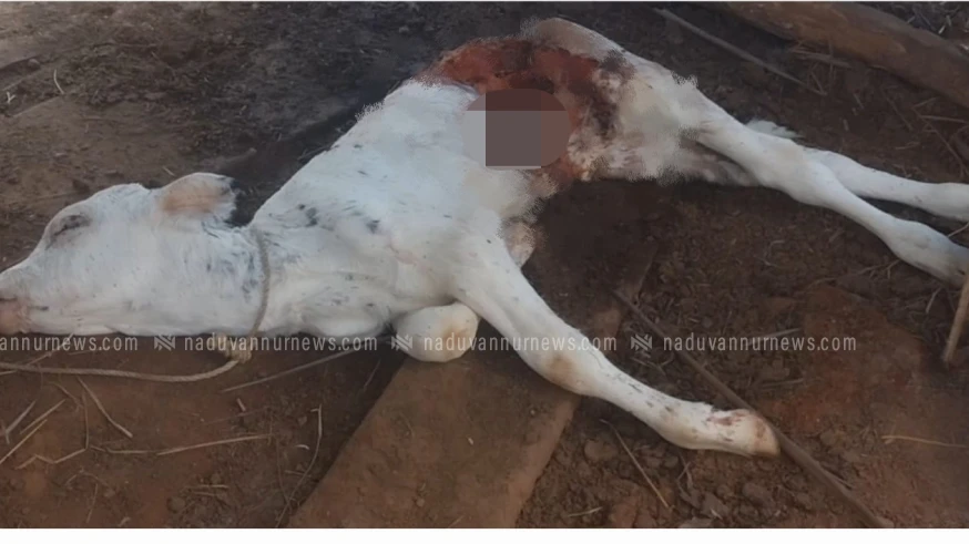 ചാലിക്കരയിൽ അജ്ഞാത ജീവി പശു കിടാവിനെ കടിച്ചു കൊന്നു