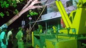 
                        റോഡരികിലുള്ള മരം വീണ് ഗതാഗതം മുടങ്ങി