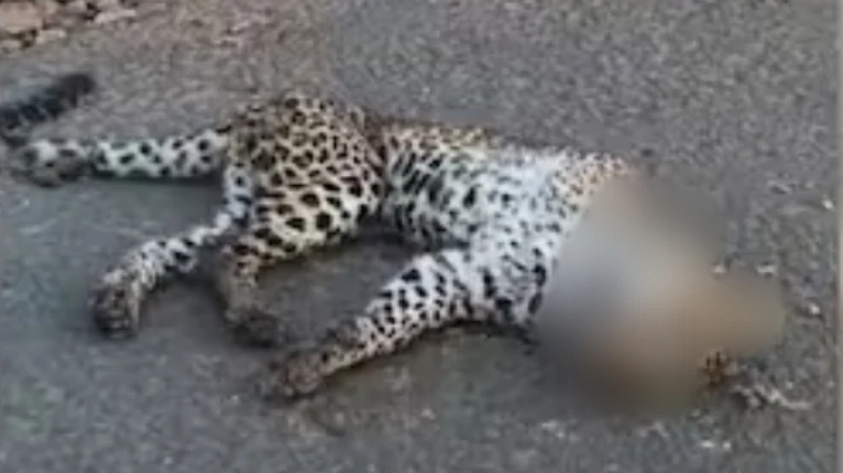   റോഡിന് നടുവിൽ പുലിയെ ചത്ത നിലയില്‍ കണ്ടെത്തി