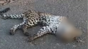 
                         റോഡിന് നടുവിൽ പുലിയെ ചത്ത നിലയില്‍ കണ്ടെത്തി