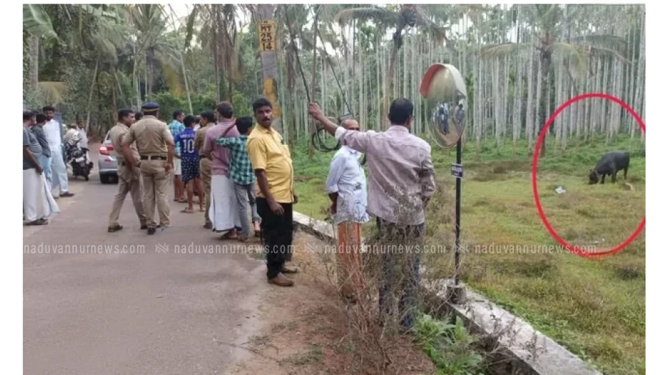  മാവൂരിൽ പോത്തിന്റെ അക്രമണത്തിൽ വയോധികന് ദാരുണാന്ത്യം