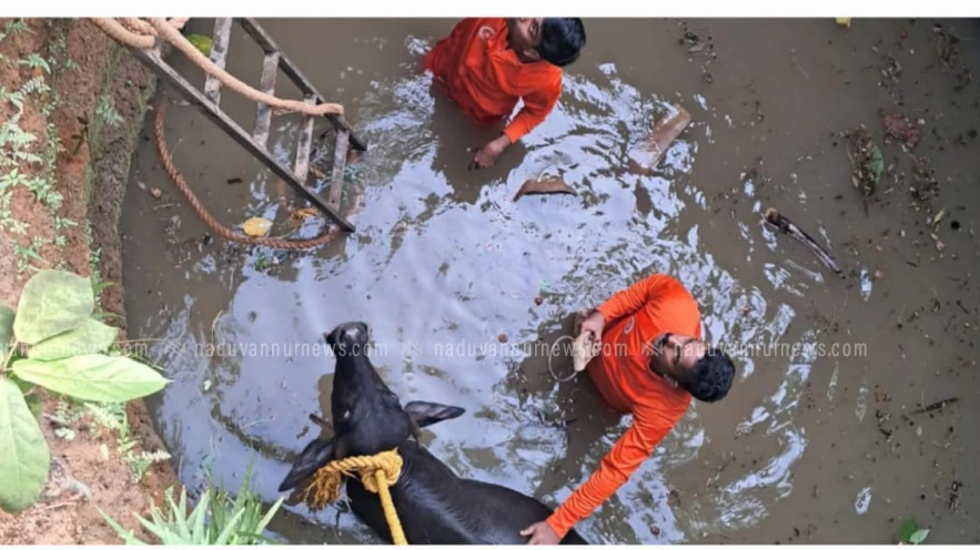 കൂരാച്ചുണ്ടിലെ ഓട്ടപ്പാലത്ത് കിണറിൽ വീണ പോത്തിനെ രക്ഷപ്പെടുത്തി അഗ്നിരക്ഷാസേന.