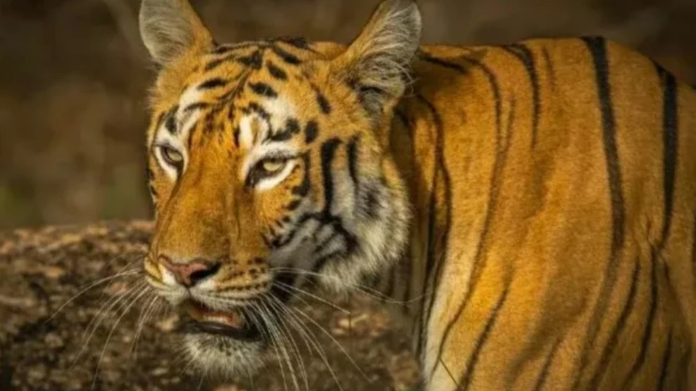  പന്നിയാമലയിലെ കൃഷിയിടത്തിൽ കമ്പിവേലിയിൽ കുടുങ്ങി കടുവ