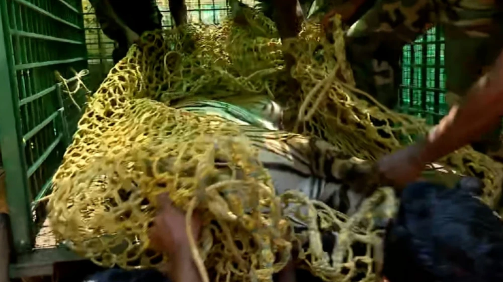 കണ്ണൂരിൽ മയക്കുവെടിവച്ച് പിടികൂടിയ കടുവ ചത്തു