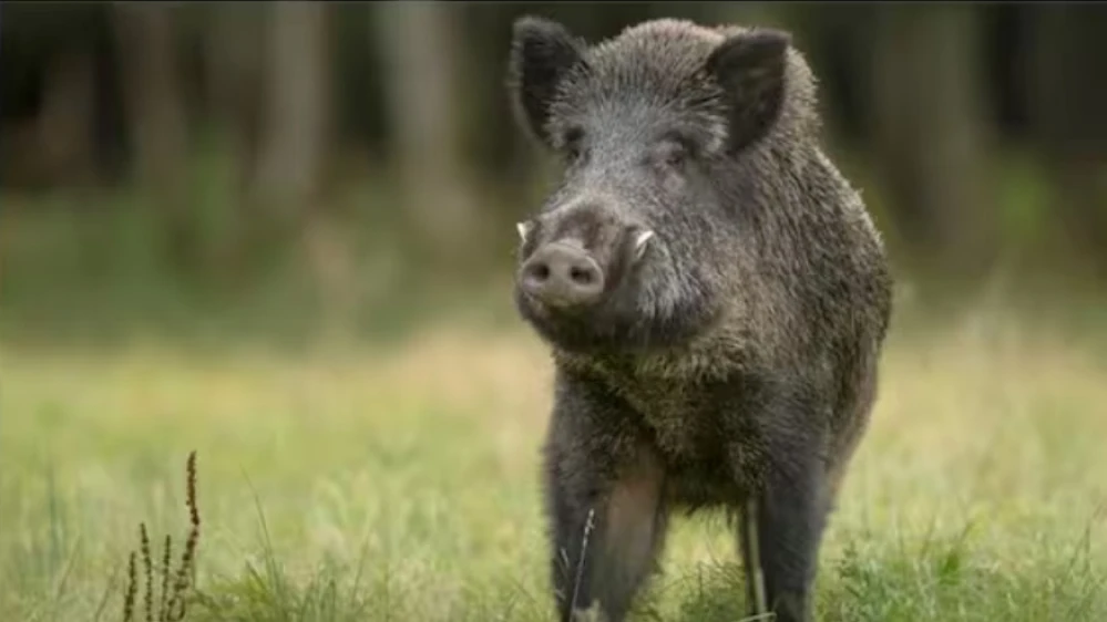 നടുവണ്ണൂര്‍ ഗവ. ഹൈസ്കൂള്‍ വിദ്യാര്‍ത്ഥിനിക്ക് കാട്ടു പന്നി്യുടെ കുത്തേറ്റ് ഗുരുതര പരിക്ക്