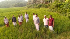 
                        ജലസേചന സൗകര്യമില്ല പാവുള്ളാട്ട് വയലിൽ എക്കർ കണക്കിന് നെൽകൃഷി നശിക്കുന്നു