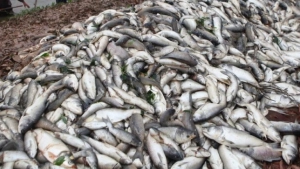 
                        ഒറ്റപ്പാലം റോഡിലെ മാർക്കറ്റിൽ 75 കിലോ പഴകിയ മത്സ്യം പിടികൂടി