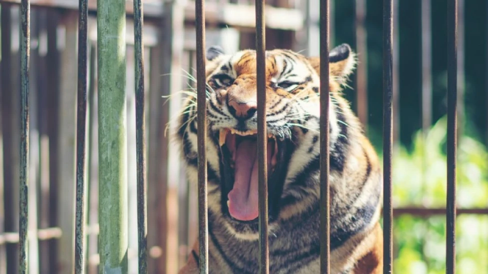 മുള്ളൻകൊല്ലിയിൽ ഭയം നിറച്ച കടുവ കൂട്ടിൽ കുടുങ്ങി