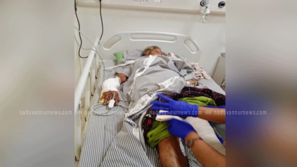  കാട്ടുപന്നി ആക്രമണം; റിട്ട. അധ്യാപികക്ക് ഗുരുതരമായി പരിക്കേറ്റു