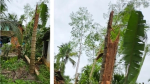 
                        ചുഴലിക്കാറ്റിൽ നൊച്ചാട് പഞ്ചായത്തിൽ കനത്ത നാശം