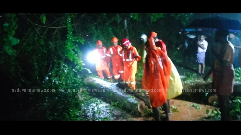 മേപ്പയൂരിൽ റോഡരികിലെ വൻമരം വീണ് വൈദ്യുതി പോസ്റ്റ് തകർന്നു; ബൈക്ക് യാത്രികർ രക്ഷപ്പെട്ടത് തലനാരിഴയ്ക്ക്