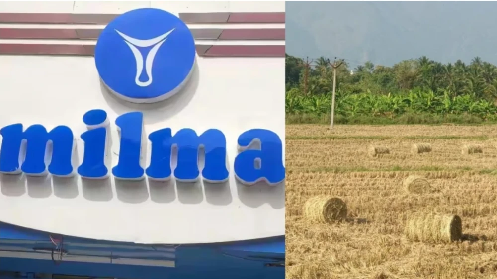 കർഷകർക്ക് സഹായവുമായി മിൽമ; വയ്‌ക്കോല്‍ സംഭരിച്ച് വിതരണം ചെയ്യും