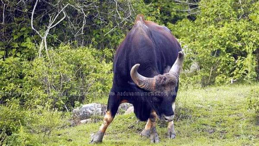 കക്കയത്ത് കർഷകനെ ആക്രമിച്ച് കൊലപ്പെടുത്തിയ കാട്ടുപോത്തിനെ വെടിവെച്ചുകൊല്ലാൻ ഉത്തരവ്