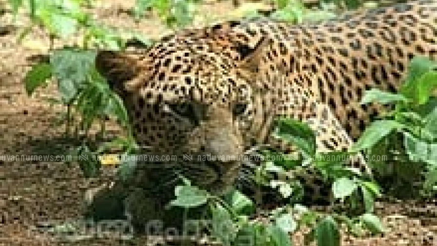 പെരുവണ്ണാമുഴി പൂഴിത്തോട് മാവട്ടത്ത് പുലി ഇറങ്ങി,പോലീസ് ജാഗ്രത നിർദ്ദേശം നൽകി