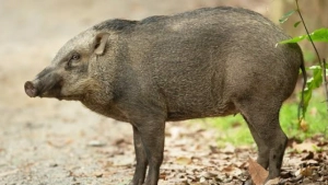 
                        ബാലുശ്ശേരിയിൽ കാട്ടുപന്നി  ആക്രമണം: വയോധികക്കും പശുക്കുട്ടിക്കും പരിക്ക്