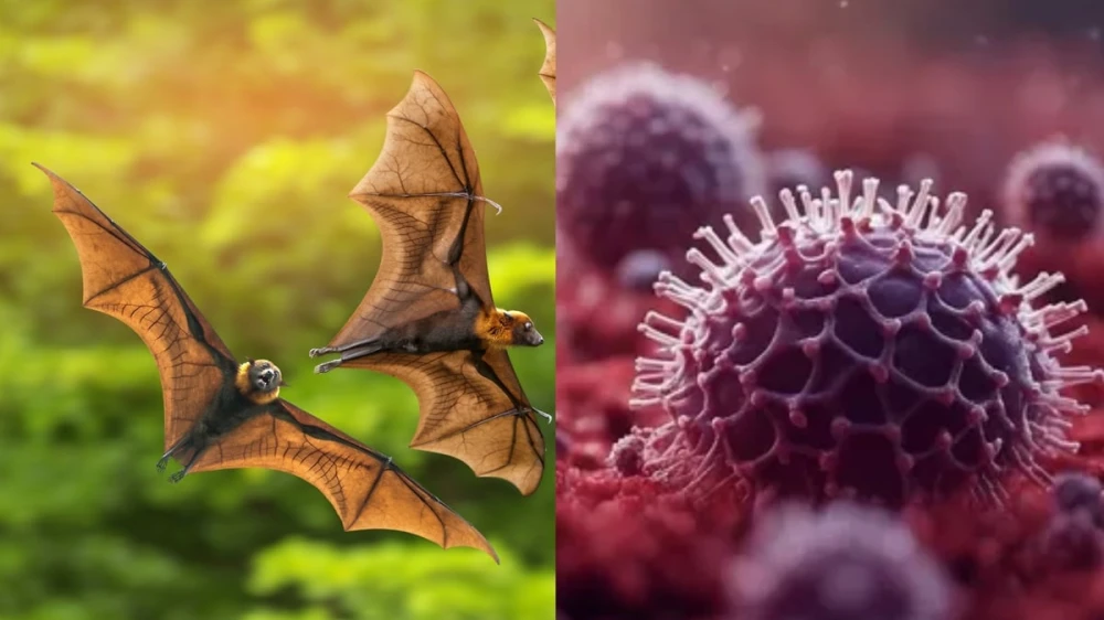 കോഴിക്കോട്, വയനാട് ജില്ലകളിലെ പഴം തീനി വവ്വാലുകളില്‍ നിപ വൈറസ് സാന്നിധ്യം