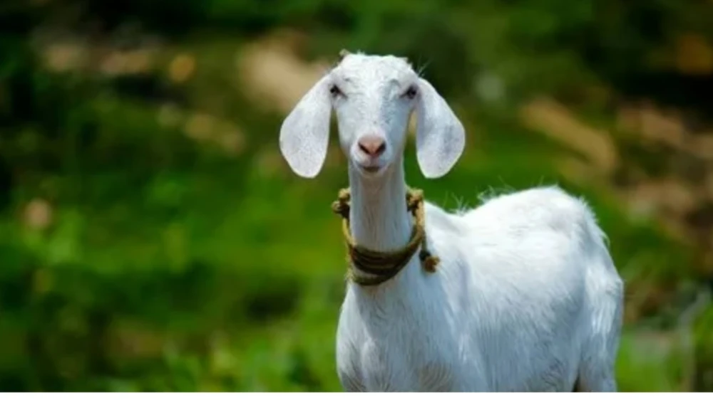  ആടിനെ മോഷ്ടിച്ചവരെ സിബിഐ സ്റ്റൈലിൽ പിടികൂടി കാസർകോട് സ്വദേശികളായ സഹോദരങ്ങൾ