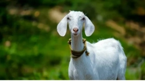 
                        ആടിനെ മോഷ്ടിച്ചവരെ സിബിഐ സ്റ്റൈലിൽ പിടികൂടി കാസർകോട് സ്വദേശികളായ സഹോദരങ്ങൾ