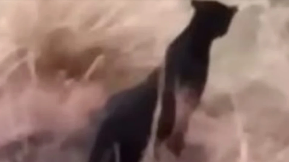 മൂന്നാറില്‍ വീണ്ടും കരിമ്പുലി ഇറങ്ങി