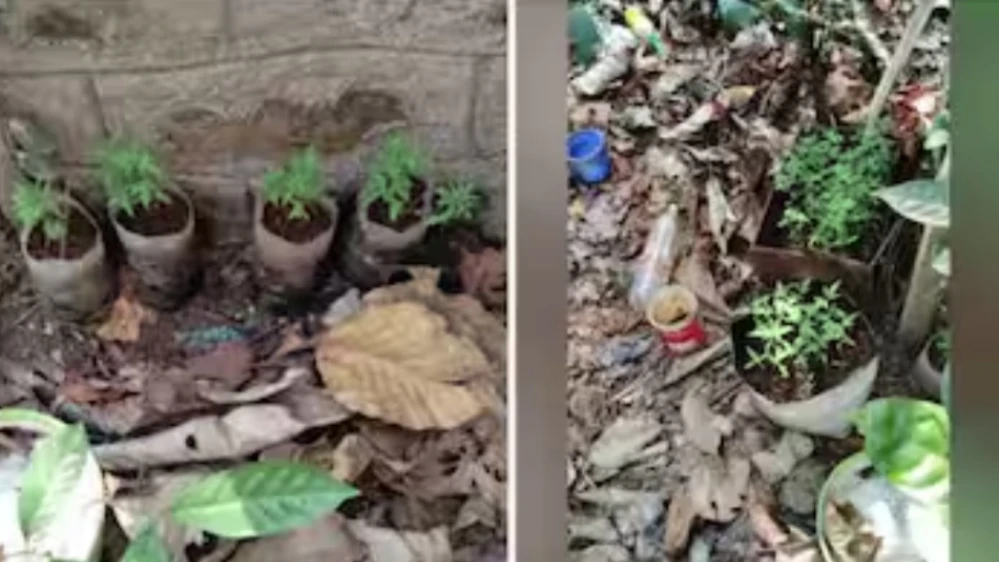  ഗ്രോബാഗിൽ കഞ്ചാവുചെടി വളര്‍ത്തി പ്ലാച്ചേരി ഫോറസ്റ്റ് സ്റ്റേഷനിലെ ജീവനക്കാർ:ഡിഎഫ്ഒ യ്ക്ക് റിപ്പോർട്ട്‌ നൽകി റേഞ്ച് ഓഫീസർ