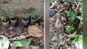 
                        ഗ്രോബാഗിൽ കഞ്ചാവുചെടി വളര്‍ത്തി പ്ലാച്ചേരി ഫോറസ്റ്റ് സ്റ്റേഷനിലെ ജീവനക്കാർ:ഡിഎഫ്ഒ യ്ക്ക് റിപ്പോർട്ട്‌ നൽകി റേഞ്ച് ഓഫീസർ