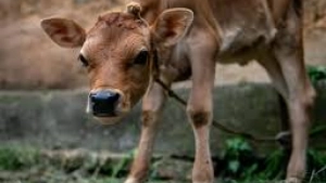 
                        കൊടും ചൂടിൽ വലഞ്ഞ് കന്നുകാലികൾ; രണ്ടു മാസത്തിനിടെ ചത്തൊടുങ്ങിയത് 497 കറവ പശുക്കൾ