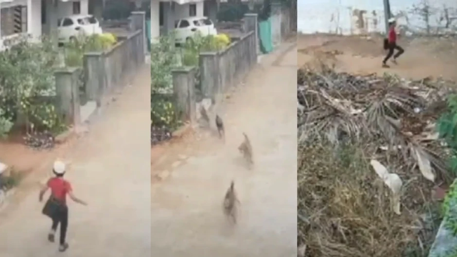 വടകരയിൽ തെരുവുനായകളുടെ ആക്രമണം; വിദ്യാർത്ഥി രക്ഷപ്പെട്ടത് തലനാരിഴയ്ക്ക്