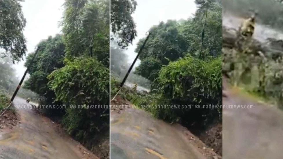 കക്കയം - തലയാട് റോഡിലേക്ക് മരം കടപുഴകി വീണു; സ്കൂട്ടർ യാത്രക്കാരി രക്ഷപ്പെട്ടത് തലനാരിഴയ്ക്ക്