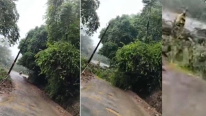 
                        കക്കയം - തലയാട് റോഡിലേക്ക് മരം കടപുഴകി വീണു; സ്കൂട്ടർ യാത്രക്കാരി രക്ഷപ്പെട്ടത് തലനാരിഴയ്ക്ക്