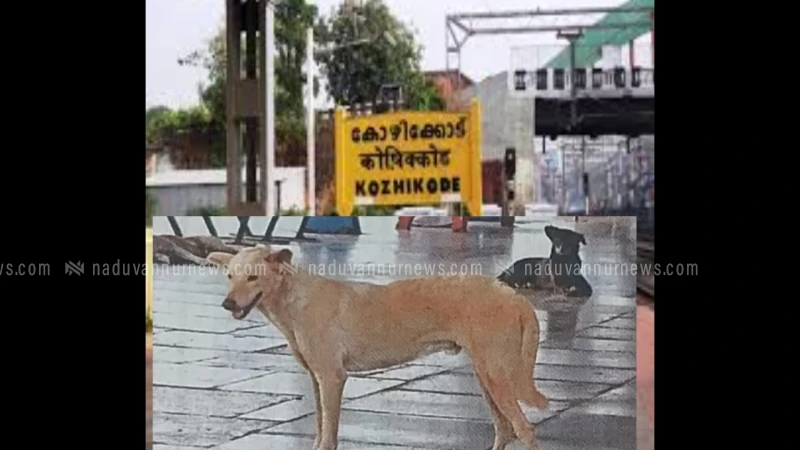  കോഴിക്കോട് റെയിൽവേ സ്റ്റേഷനിലെ തെരുവ് നായ ശല്യത്തിന് പരിഹാരം വേണം; മർഡാക്ക്‌