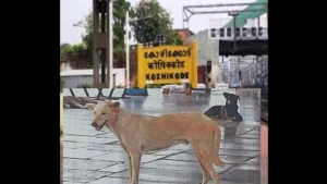 
                        കോഴിക്കോട് റെയിൽവേ സ്റ്റേഷനിലെ തെരുവ് നായ ശല്യത്തിന് പരിഹാരം വേണം; മർഡാക്ക്‌